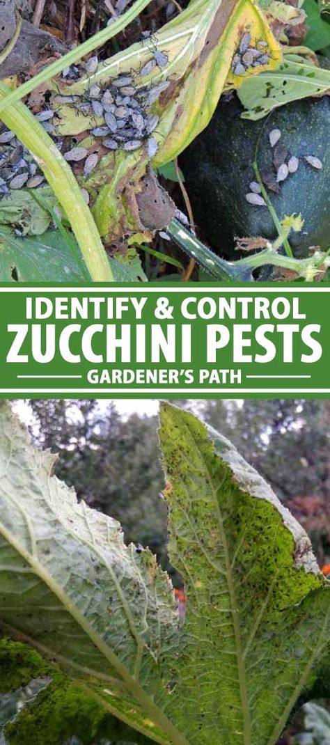 Zucchini Plant, Frugal Gardening, Zucchini Plants, Plant Bugs, Organic Gardening Pest Control, Vegetable Benefits, Vegetable Garden Tips, Insect Spray, Plant Pests