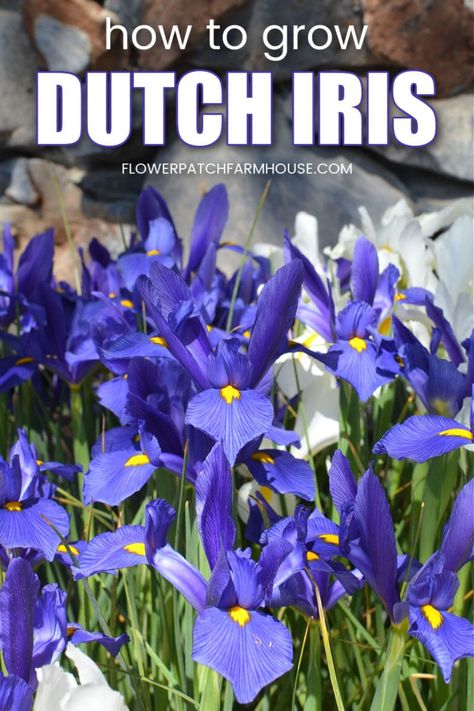 Dutch Iris Garden Ideas, What To Plant With Iris Flowers Garden, Iris Care After Bloom, Iris In Garden Bed, Dutch Iris Bulbs, Iris Companion Plants, Growing Irises, Dutch Iris, Garden Display