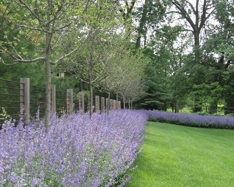 Hawthorn and Nepeta 'Walker's low' Lavender Hedges, Gated Garden, Landscape Lavender, Lavender Border, Spring Backyard, Arbor Garden, Plants Under Trees, Monrovia Plants, English Garden Design