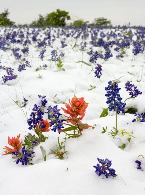 It happens! Snow in Texas, field of bluebonnets and Indian Paintbrushes...Spring time!! Welcome To My Pinterest Boards... Feel free to pin what catches your eye  & inspires you. These boards are made for your enjoyment & pleasure. Thank you, & please follow me if you like.♥ Rosalyn ♥ Flowers In The Snow, Temple Texas, Only In Texas, Texas Forever, Indian Paintbrush, Texas Bluebonnets, Loving Texas, Texas Girl, Lone Star State