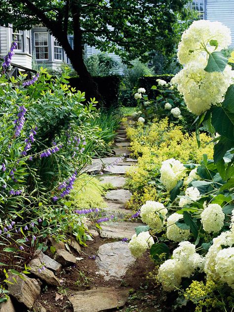 Hydrangeas and Lady's Mantle - looking forward to planting some oak leaf hydrangeas this fall.  So fabulous! Ladys Mantle, Sweet Autumn Clematis, Big Leaf Hydrangea, Growing Cut Flowers, Autumn Clematis, Floribunda Roses, Lady's Mantle, Cottage Garden Plants, White Plants