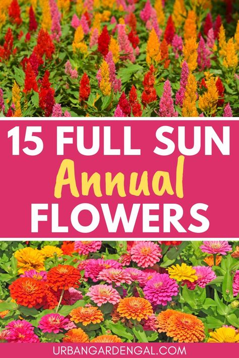 Embrace the sunshine with these vibrant full sun annual flowers. Explore a dazzling array of blooms that thrive in bright, sunny conditions, adding a burst of color and cheer to your garden. From cheerful marigolds to bold zinnias and delicate petunias, discover the perfect annual flowers to brighten up your outdoor space and create a stunning floral display. Canna Flower Bed, Marigolds And Petunias, Full Sun Annuals Flower Bed, Full Sun Garden Plan, Flower Bed Ideas Full Sun, Zinnia Flower Bed, Sun Loving Annuals, Annual Flowers For Full Sun, Flowers Full Sun