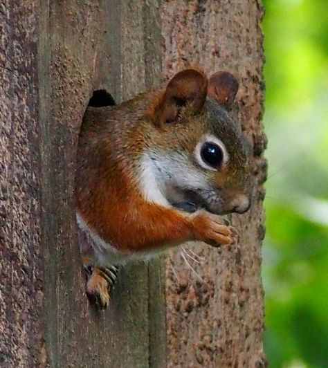 Squirrel Species, American Red Squirrel, American Wildlife, North American Wildlife, Boreal Forest, Red Squirrel, Caribbean Islands, Squirrels, Chipmunks