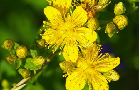 Top 5 Adaptogen Plants for Reducing Stress | Dr. Vim's St Johns Wort Plant, Hypericum Perforatum, St John's Wort, Herbal Plants, Integrative Health, Best Supplements, St Johns, Medicinal Herbs, Planting Seeds