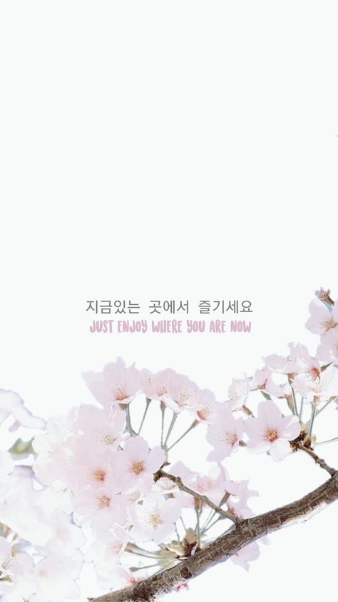 Iphone Wallpaper Sakura, Wallpaper Sakura Flowers, Sakura Flower Wallpaper, Sakura Quotes, Cherry Blossom Quince, Sakura Wallpaper, Flower Sakura, Wallpaper And Icons, Korean Flower