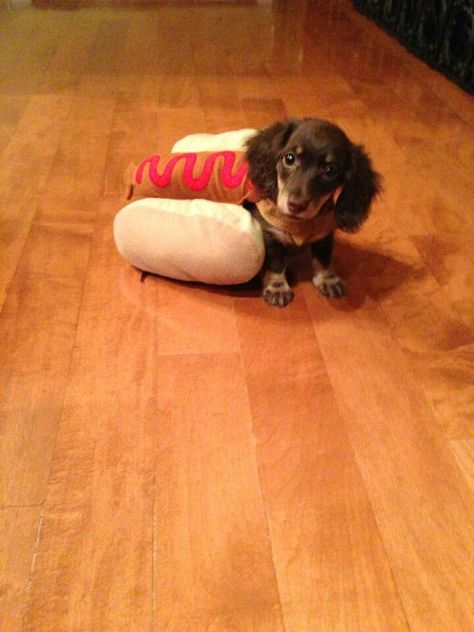 Hot dog Dachshund Costume, Hot Dog Costume, Pet Halloween Costumes, Weenie Dogs, Funny Bunnies, Dachshund Love, Puppy Adoption, Dog Costumes, Dog Costume