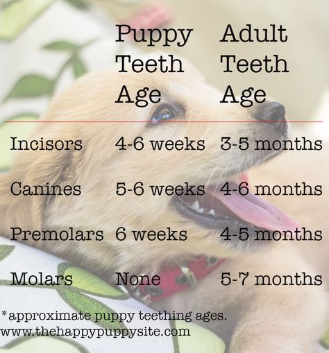 Puppy Teething Chart  and lots of information about puppy teeth and teething Puppy Teething Stages, Puppy Teething Remedies, Puppy Information, Teeth Chart, Teething Chart, Temperature Chart, Background Grey, Presa Canario, Puppy Teething