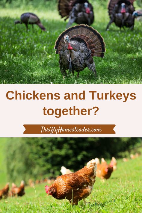 Turkey Chicks, Raising Turkeys, Urban Chicken Farming, Raising Farm Animals, Raising Backyard Chickens, Laying Hens, Turkey Chicken, Backyard Flocks, Chicken Garden