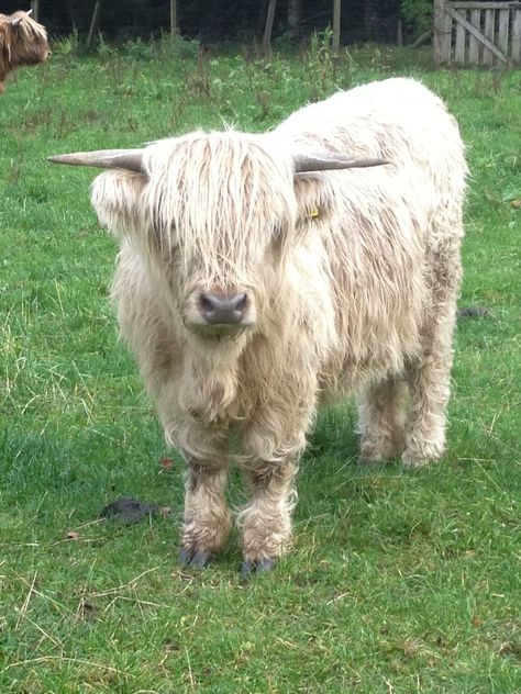 Scottish Highland Calf, White Highland Cow, Highland Cow Pictures, Highland Coo, Highland Calf, Scottish Cow, Popular Images, Highland Cow Art, Mini Cows