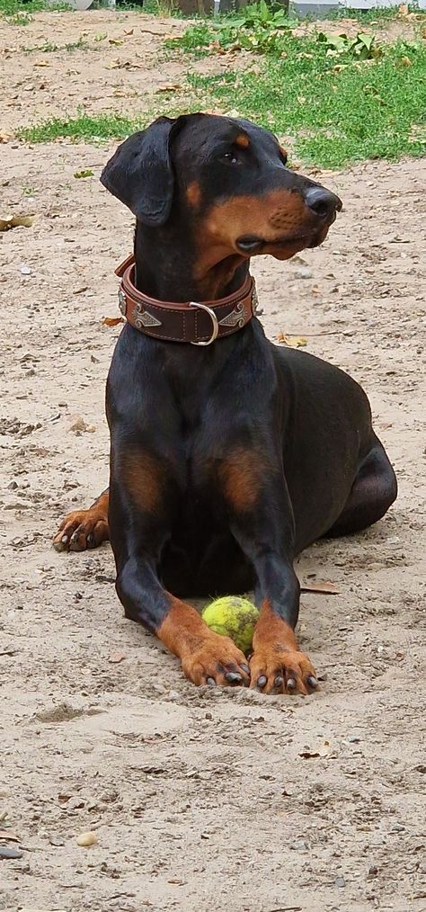 Doberman Uncropped Ears, Uncropped Doberman, Doberman Natural Ears, Natural Doberman, Doberman Pinscher Natural Ears, Rich Dog, Doberman Pinscher Dog, Scary Dogs, Doberman Dogs