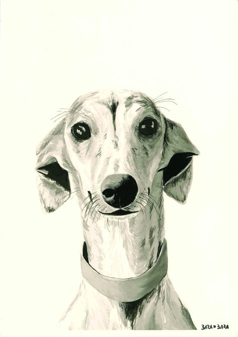 Greyhound Watercolor, Whippet Painting, Whippet Drawing, Greyhound Drawing, Greyhound Illustration, Whippet Art, Border Collie Art, Greyhound Rescue, Dog Portraits Painting