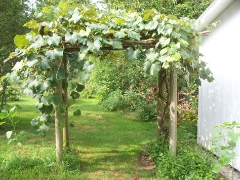 Grape arbor Grape Trellis Ideas, Grape Vine Trellis, Grape Arbor, Grape Trellis, Arbor Ideas, Vine Trellis, Arbors Trellis, Trellis Ideas, Garden Vines