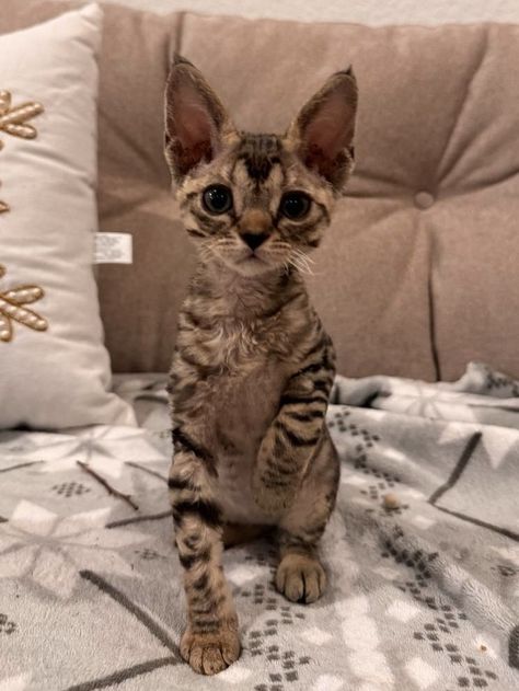 Devon Rex Girl Devon Rex Cats Curly, Cornish Rex Cats, Devon Rex Cat, Cornish Rex Kitten, Devon Rex Kittens, Siberian Kittens, Ragdoll Kittens For Sale, Devon Rex Cats, Cornish Rex