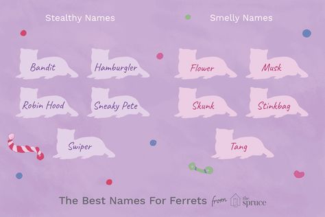 Ways to Name Your New Ferret Names For Ferrets, Ferret Names, Personal Qualities, Pet Ferret, Dog Supplies, A Name, Cool Names, Pet Names, Ferret