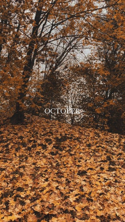 Hello October Wallpapers, October Instagram Story, Hello October Images, Happy October 1st, October Wallpaper, Autumn Woods, Autumn October, Hello October, Happy October