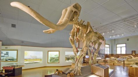 Dig up Some Fossil Fun in Nebraska | VisitNebraska.com Western Nebraska, California Trail, Clash Of The Titans, Midwest Living, Midwest Travel, Park Trails, History Photos, Archaeological Site, History Museum