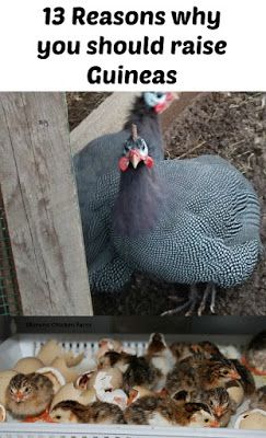 Reban Ayam, Preschool Easter, Guinea Fowl, Keeping Chickens, 13 Reasons Why, Building A Chicken Coop, Backyard Chicken Coops, Chicken Diy, Backyard Farming