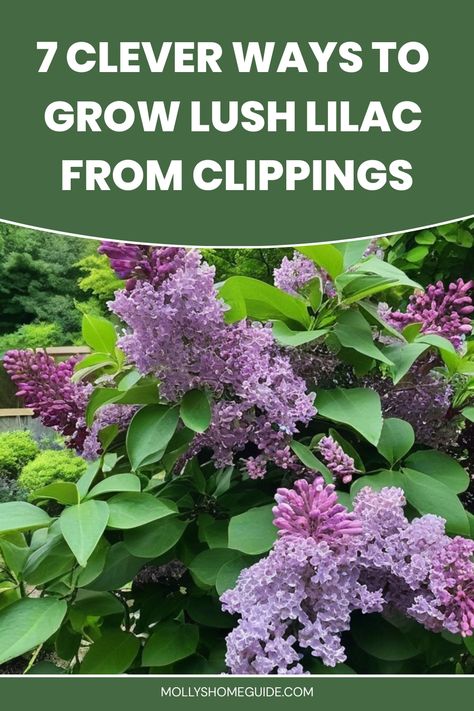 Explore the wonderful world of gardening by learning how to grow lilac from clippings. Follow these easy steps and watch your lilac garden bloom with vibrant colors and sweet fragrance. Discover the joy of nurturing new life as you propagate lilacs from clippings, adding a personal touch to your outdoor space. Whether you're a seasoned gardener or just starting out, this simple technique is sure to bring beauty and tranquility to your home. Lilac Garden, Lilac Bushes, Sweet Fragrance, Bright Rooms, Mini Greenhouse, Plant Roots, Sweet Fragrances, Potting Soil, New Growth