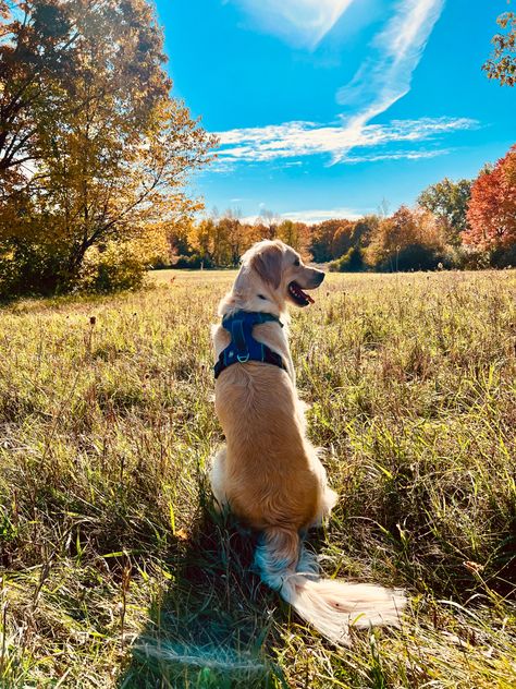 Dog, dog mom, hiking, nature hike, nature photography, fall photography Golden Retriever Hiking, Golden Retriever Adventure, Dog In Nature, Dog Nature, Dog Golden Retriever, Aesthetic Widget, Hiking Aesthetic, A Golden Retriever, Vision Boards