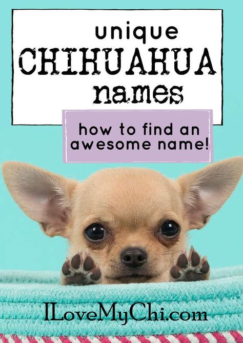 Miscellaneous Chihuahua Archives | I Love My Chi Rare Dog Names, Deer Chihuahua, Chihuahua Bed, Long Haired Chihuahua Puppies, Dog Sleeping In Bed, Chihuahua Quotes, Chihuahua Facts, Privacy Gate, Brown Chihuahua