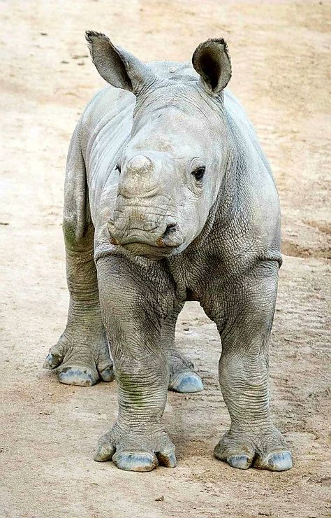 Rhinoceros - White Rhino calf - by Todd Lahman San Diego Zoo Safari Park, Baby Rhino, Wild Animals Photos, White Rhino, Unlikely Friends, Safari Park, News Magazine, San Diego Zoo, African Wildlife