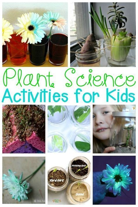 Kids will love learning about plants with these hands-on plant activities! Learn about seed sprouting, soil conditions, how plants breathe, and more! #plants #plantscience #scienceforkids #flowers #kidsgarden #flowerscience #kindergarten #preschool Plant Science Activities, Plants Science Activities, Flower Science, Plant Experiments, Plants Kindergarten, Planting For Kids, Plant Activities, Plants Unit, Plant Study