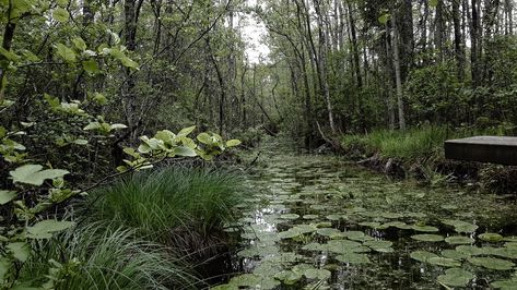 Swamp Bender, Swamp Photography, Swamp Core, Bender Oc, Swamp Plants, Swamp Aesthetic, Swamp Landscape, Swamp Water, Swamp Witch