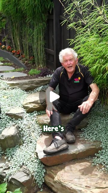 Hello Hello Plants on Instagram: "Why is Silver Dichondra one of the most useful groundcovers? Get yours here: https://www.thetutuguru.com.au/shop/dichondra-argentea-silver-falls/ #hellohelloplants #silverdichondra #nursery #melbourne #plantlovers #plants #groundcover" Dichondra Silver Falls Ground Cover, Silver Dichondra Ground Cover, Silver Dichondra, Rock Swale, Pnw Landscaping, Corner Landscaping Ideas, Dichondra Silver Falls, Silver Falls Dichondra, Gray Gardens