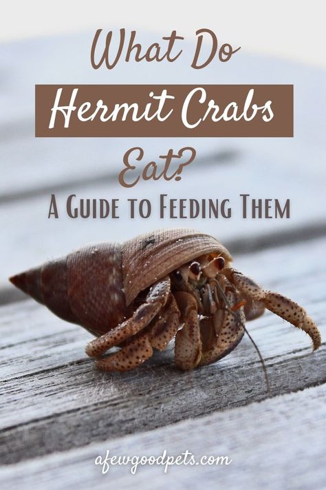 Hermit Crab Care Tips, Hermit Crab Birthday Party, Hermit Crab Diet, How To Take Care Of A Hermit Crab, Hermit Crab Food List, Hermit Crab Enrichment, Hermit Crab Names Ideas, Hermit Crab Tank Setup, Diy Hermit Crab Climbing Toys