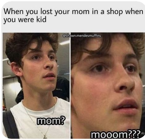 Shawn Mendes Quotes, Shawn Mendes Funny, Shawn Mendes Memes, Celebrity Memes, Shawn Mendes Imagines, The Struggle Is Real, Memes Hilarious, So Real, Funniest Memes