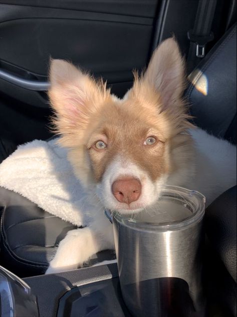 Border Collie working dog breed mixed with family friendly Golden Retriever to make this beautiful little baby Golden Collie Puppy, Golden Retriever X Border Collie, Golden Retriever Border Collie Mix Puppy, Golden Retriever Mix Border Collie, Border Collie Golden Retriever, Golden Retriever Border Collie, Puppy Border Collie, Puppy Fever, Golden Retriever Mix