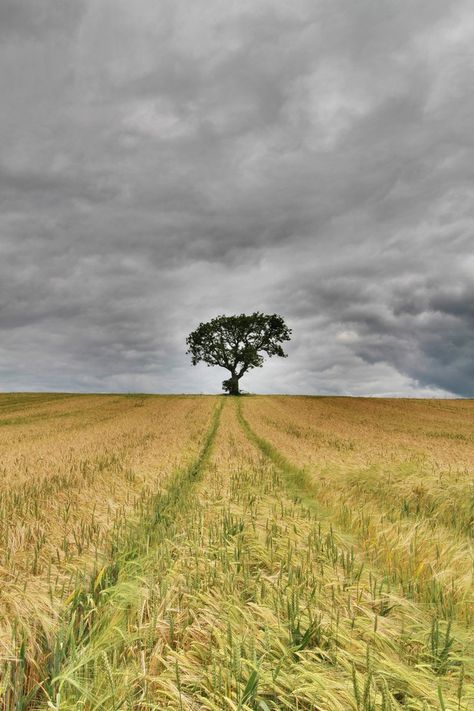 Barley Field, Summer Fields, Character Ideas, Barley, Country Roads, Cottage, Van, Art, Nature