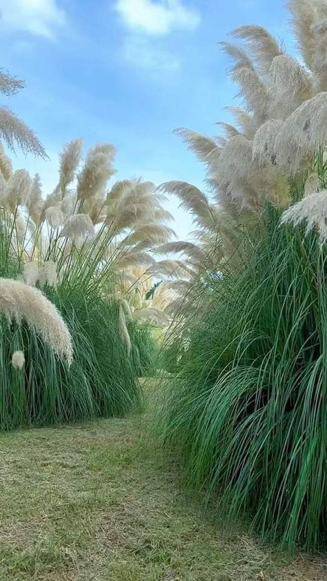 Bangladesh Video, Beautiful Nature Photography, Life Day, Photoshop Backgrounds Backdrops, Photoshop Digital Background, Nature Background Images, Blurred Background Photography, Green Screen Background Images, Desktop Background Pictures