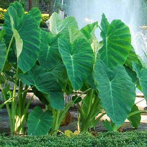 Elephant Ear Bulbs, Colocasia Esculenta, Shallow Water, Uk Garden, Easy Care Plants, Blue Hawaii, Elephant Ears, Mediterranean Garden, Buy Plants