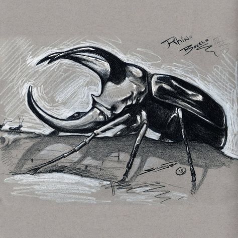 Rhino Beetle Illustration, Rhino Beetle Art, Horned Beetle Drawing, Rhino Beetle Drawing, Scarab Beetle Drawing, Rhino Beetle Tattoo, Beetle Sketch, Insect Drawings, Beetle Drawing