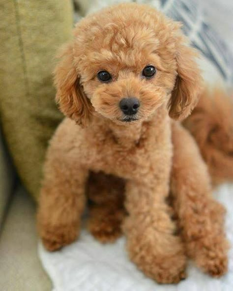 Toy Poodle Haircut Teddy Bears, Poodle Puppy Cut, Toy Poodle Haircut, Teacup Poodles, Toy Poodle Puppy, Poodle Haircut, Poodle Grooming, Toy Poodle Puppies, Dog Haircuts