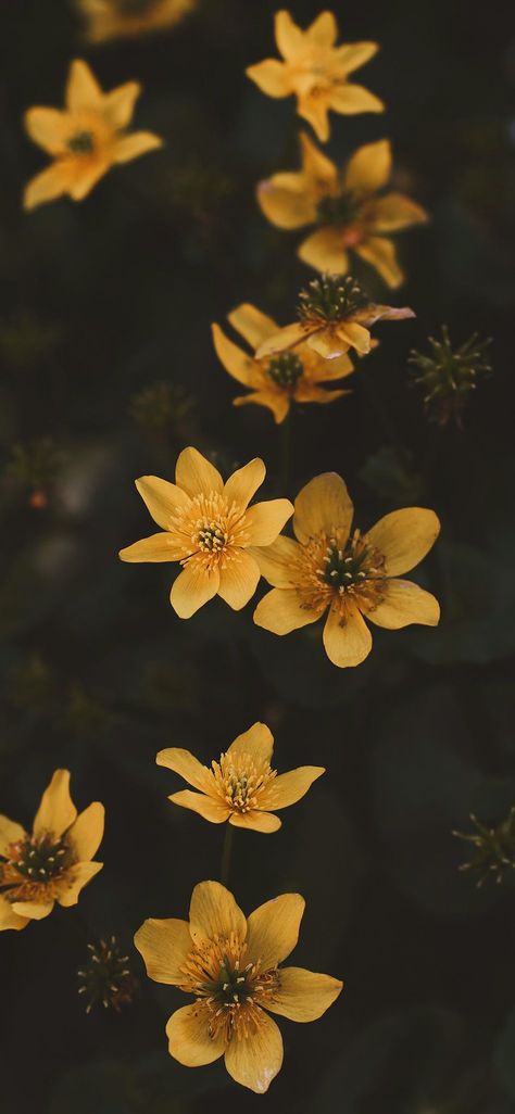 Daffodil Wallpaper, Flower Aesthetic Wallpaper, Workout Inspo, Crazy Wallpaper, Daffodil Flower, Collage Ideas, Aesthetic Flowers, Lock Screens, Trendy Flowers