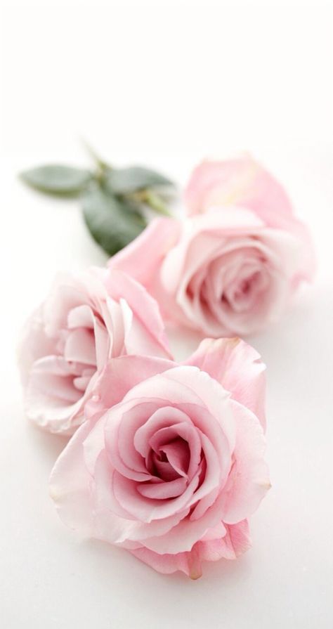 Wallpaper, pretty, hd, iPhone, background, pink, flower, rose, roses Rose Belle, Belle Rose, Colorful Roses, Trendy Flowers, Rose Cottage, Love Rose, Beautiful Blooms, Pink Wallpaper, Love Flowers