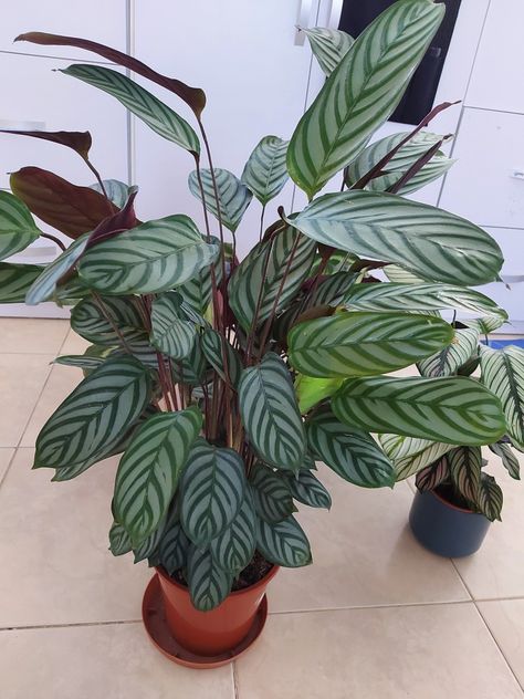 absolutely stunning Calathea Freddie, House Plants, Plants, Quick Saves