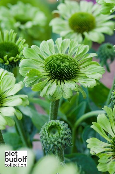 Echinacea purpurea Green jewel® Prairie Garden, Flower Quilts, Echinacea Purpurea, Border Plants, Moss Garden, Have Inspiration, Flower Background Wallpaper, Good Morning Flowers, Flower Farm