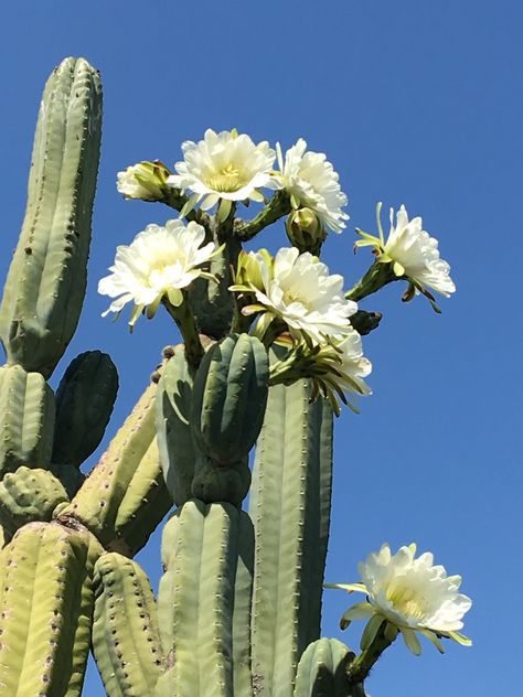 San Pedro Cactus  Trichocereus pachanoi San Pedro Cactus Tattoo, Cactus Reference, Desert Cactus Photography, Saguaro Cactus Flower, Cactus Photoshoot, Cactus With Flowers, Pretty Cactus, Cactus Aesthetic, Arizona Plants