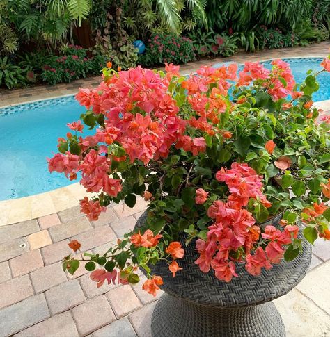 Erica Verde 🌿🌺💚 on Instagram: “My fruit punch bougainvillea— she never stops blooming! This is a dwarf variety that doesn’t get bigger than this! Perfect for smaller…” Bougainvillea Varieties, September 8, Fruit Punch, Bougainvillea, Fruit, Plants, On Instagram, Beauty, Instagram