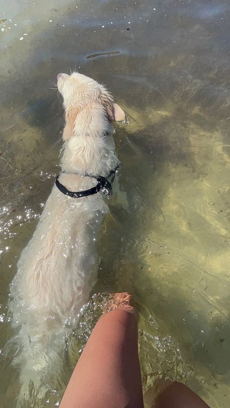 At the beach with a white dog. Golden retriever swimming in the sea/ ocean Golden Retriever Swimming, Golden Retriever Girl, Dog Golden Retriever, Swimming In The Sea, Dog Swimming, Aesthetic Board, White Dog, White Dogs, Sea Ocean