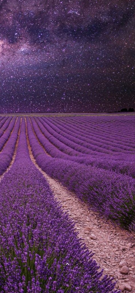 Lavender Field Aesthetic, Lavanda Aesthetic, Field At Night, Creative Wallpapers, Nature Mandala, Heart Purple, Black Woman Artwork, Night Wallpaper, Lavender Aesthetic