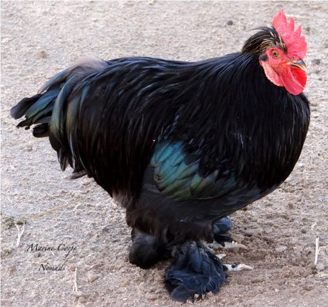 Feather Footed Chicken-Saihati Camel Farm « Marine Corps Nomads Jersey Giant Chickens, Giant Chicken Breeds, Kelso Gamefowl, Barnevelder Chicken, Australorp Chicken, Jersey Giant, Ameraucana Chicken, Black Australorp, Rooster Breeds