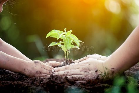 Child and parent hand planting young tree on black soil. Together as save world , #Affiliate, #young, #tree, #black, #planting, #Child #ad Agriculture Photos, Growing Seedlings, Nature Field, Sunshine Photos, Black Soil, Forest Conservation, Plant Species, Hand Holding, Green Life