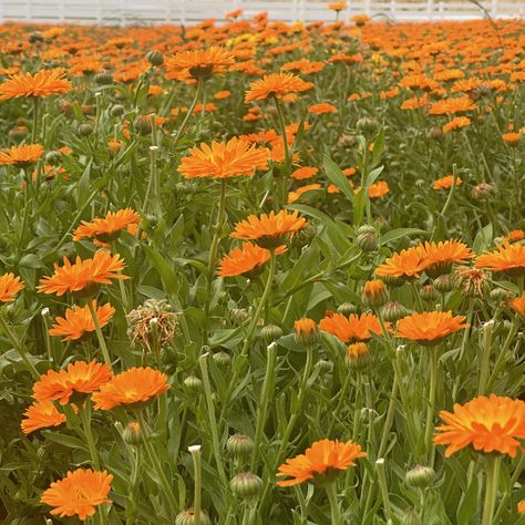 Calendula 🧡 Did you know you can harvest multiple times? You can harvest calendula flowers multiple times during a season. Calendula plants will rebloom in about two weeks after being harvested. Calendula Flower, Hard Boiled Eggs, Did You Know, Canning, Flowers, Plants