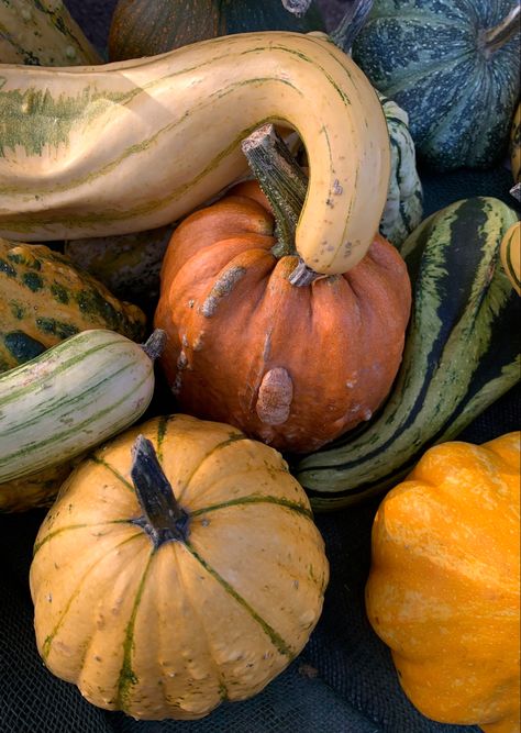 Autumn Pumpkin Aesthetic, Autumncore Aesthetic, Fall Witch Aesthetic, Fall Pumpkin Aesthetic, Fall Season Aesthetic, Autumn Aesthetic Halloween, Fall Halloween Aesthetic, Pumpkins Aesthetic, Beige Pantone