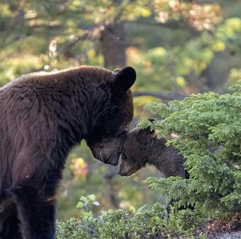 American Black Bear, Brown Bears, Bear Pictures, Love Bear, Baboon, Silly Animals, Grizzly Bear, Wildlife Animals, Cute Creatures