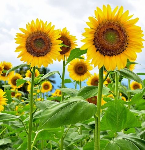 PRICES MAY VARY. Sunflower Seeds for Planting – Includes 3 packs of 50 Mammoth Grey Stripe sunflower seeds (Helianthus annuus). Mammoth grey stripe sunflowers are some of the tallest sunflowers in the world. These flowers grow 9-12 feet tall with sun bursting yellow flower petals. Non-GMO Heirloom Sunflower Seeds – All of Axel’s Garden Seeds are Heirloom & Non-GMO and are intended for the current and following growing seasons. Fresh garden seeds are always provided. Planting Packets with Instruc Mammoth Sunflower, Sunflower Plant, Inch Plant, Giant Sunflower, Fall Planting, Short Plants, Helianthus Annuus, Plant Spacing, How To Attract Birds